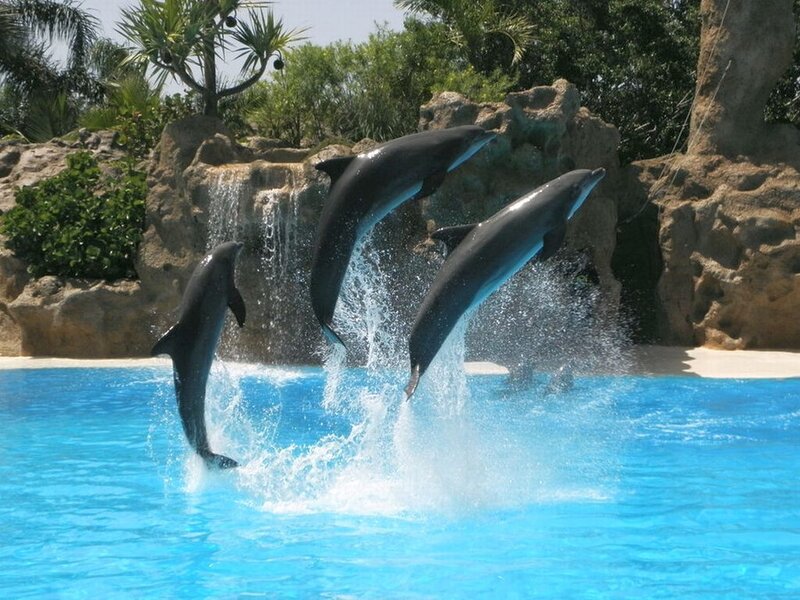 Three Dolphins Jumping — Blue, Active