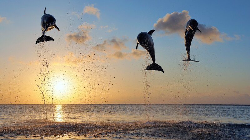 Three Dolphins Jumping — Blue, Dramatic, Sunset, Photograph, Ocean, Sun