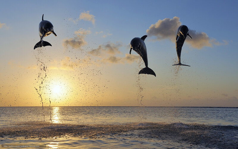 Three Dolphins Jumping — Blue, Dramatic, Sunset, Photograph, Sun