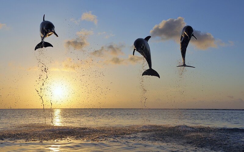 Three Dolphins Jumping — Blue, Dramatic, Sunset, Photograph