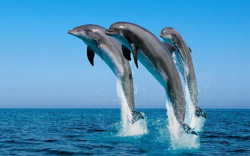 Three Dolphins Jumping — Blue, Dynamic, Afternoon, Photograph, Ocean, Sky