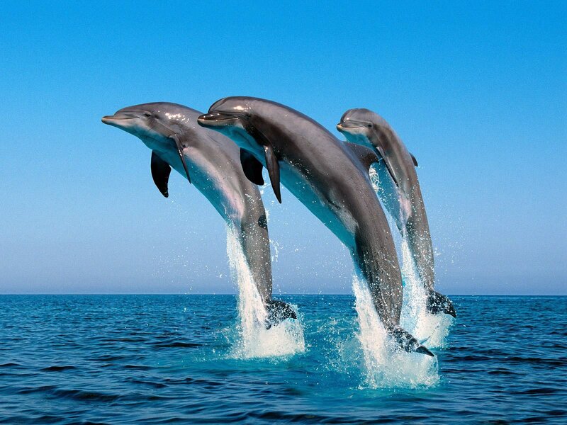 Three Dolphins Jumping — Blue, Dynamic, Afternoon, Photograph, Ocean