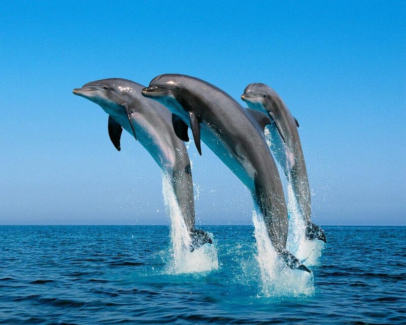 Three Dolphins Jumping — Blue, Photograph