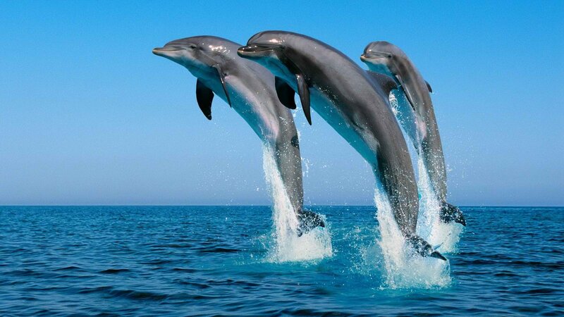 Three Dolphins Jumping — Ocean
