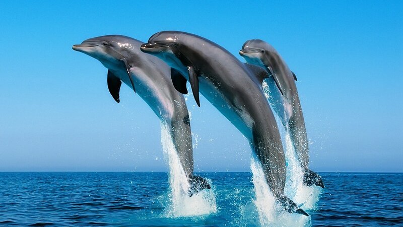 Three Dolphins Jumping — Sky