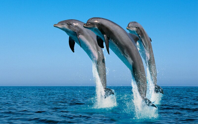 Three Dolphins Jumping — Splashing Water