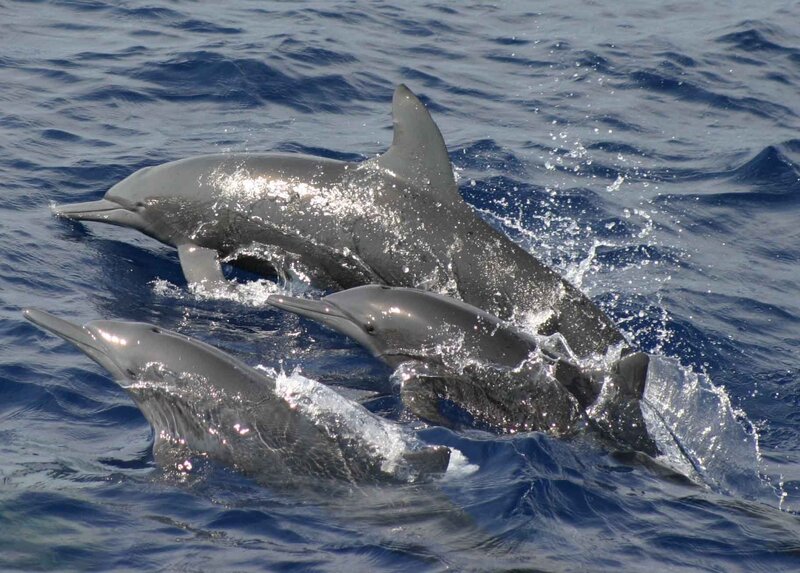 Three Dolphins Swimming — Blue, Active