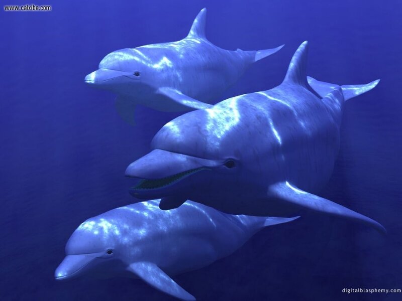 Three Dolphins Swimming — Blue, Serene, 3d Render