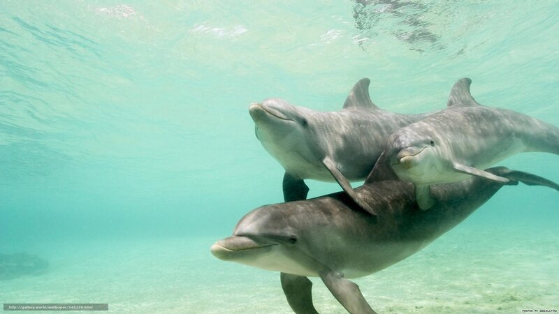 Three Dolphins Swimming — Blue, Serene, Afternoon, Photograph, Ocean Water