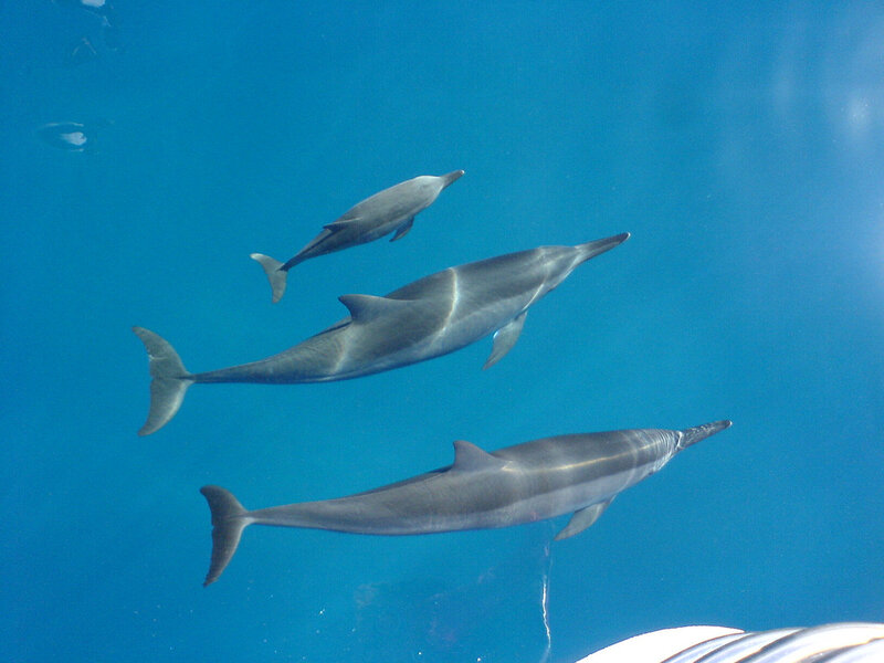 Three Dolphins Swimming — Blue, Serene, Afternoon, Photograph