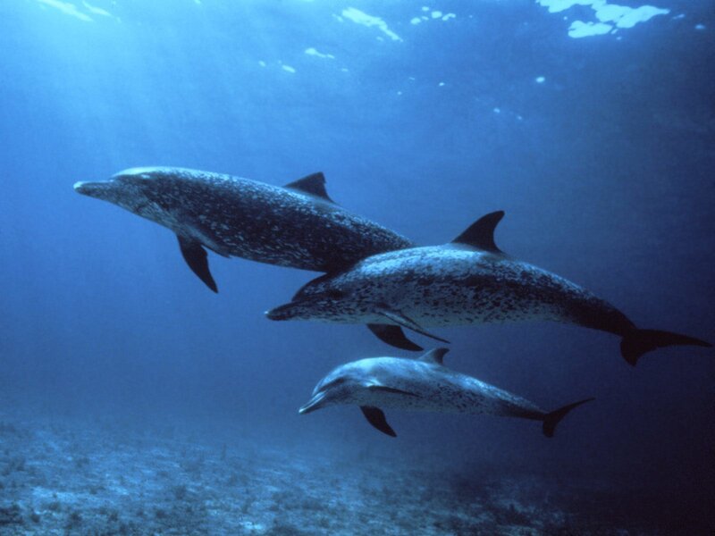 Three Dolphins Swimming — Blue, Serene, Photograph, Ocean, Sunlight, Seafloor, Gray