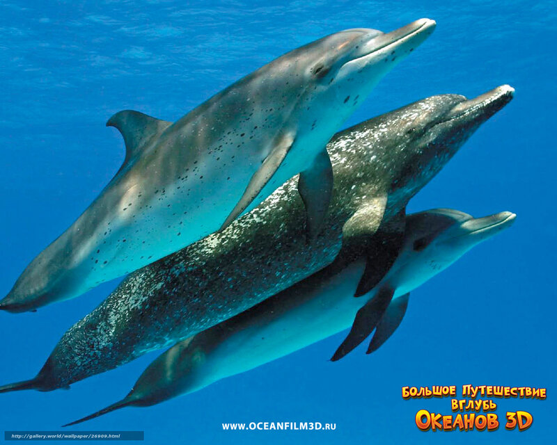 Three Dolphins Swimming — Blue, Serene, Photograph, Ocean