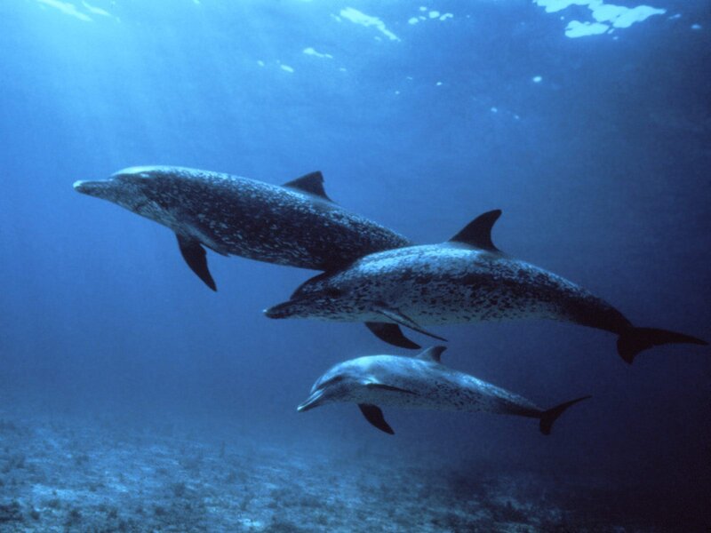 Three Dolphins Swimming — Blue, Serene, Photograph