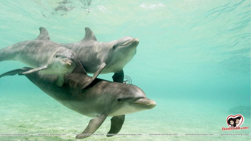 Three Dolphins Swimming — Blue, Serene, Photograph, Underwater