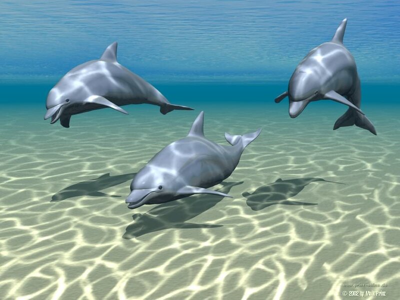 Three Dolphins Swimming