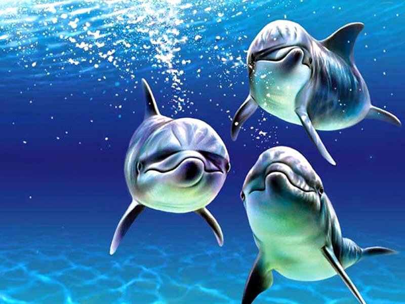 Three dolphins swimming underwater