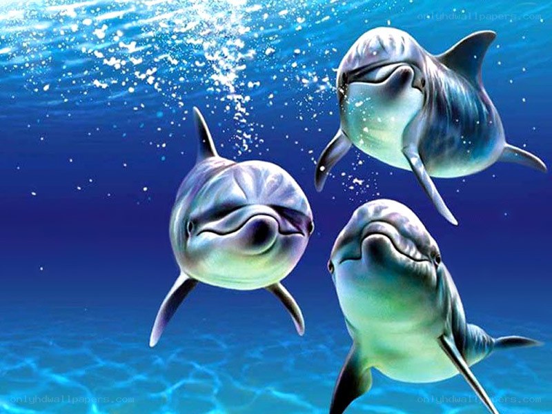 Three dolphins swimming underwater