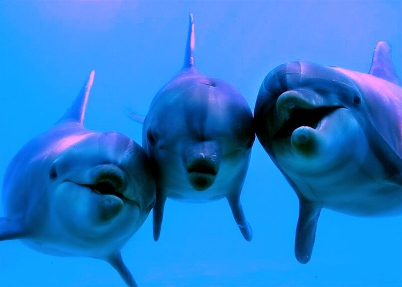 Three Dolphins Underwater