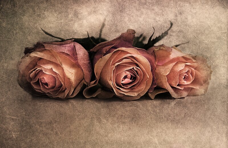 Three Dried Roses