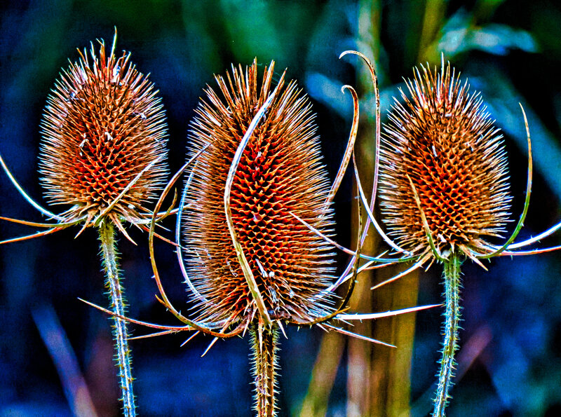 Three Dried Teasel Heads