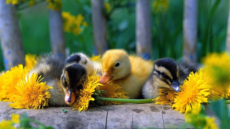 Three ducklings among dandelions