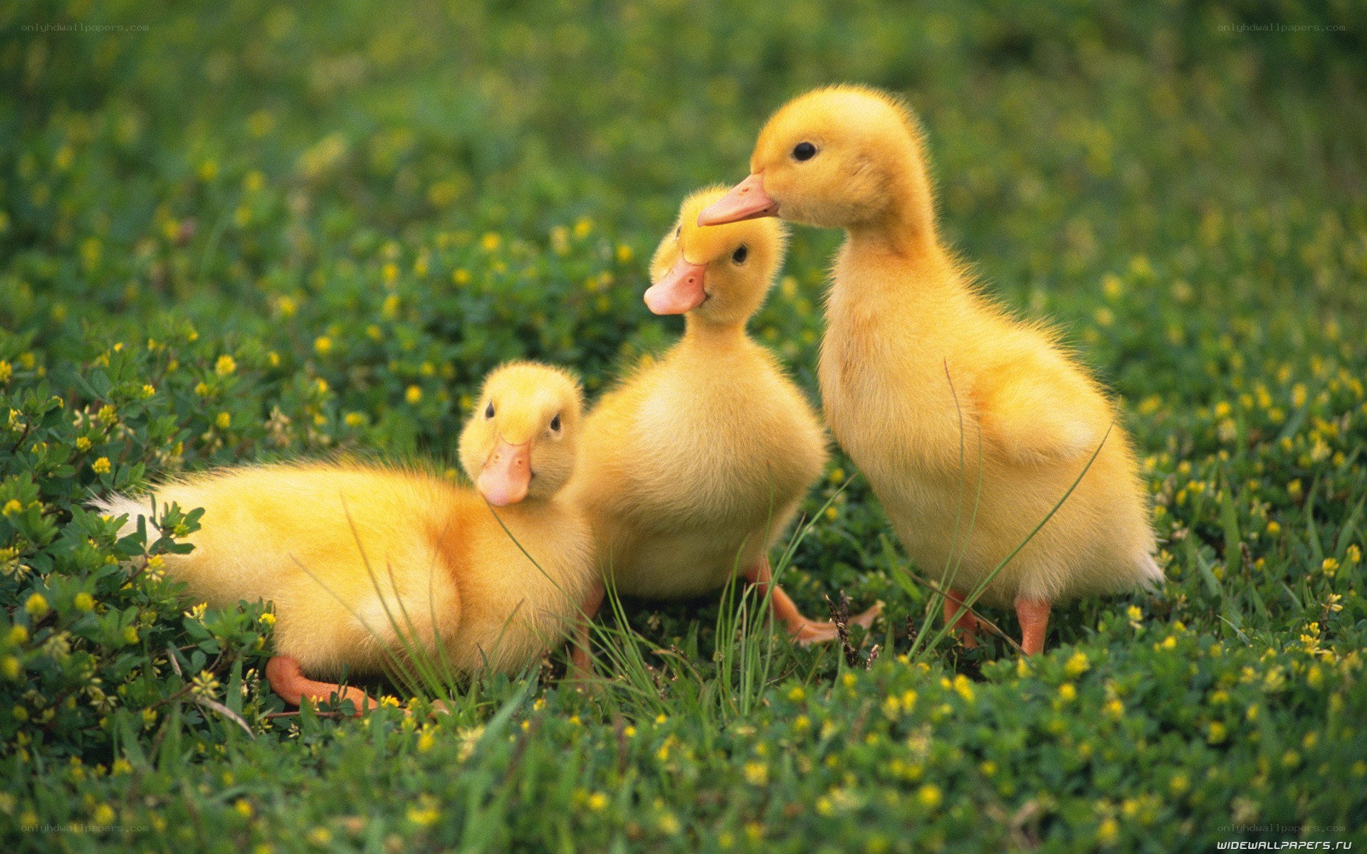 Three ducklings in a field