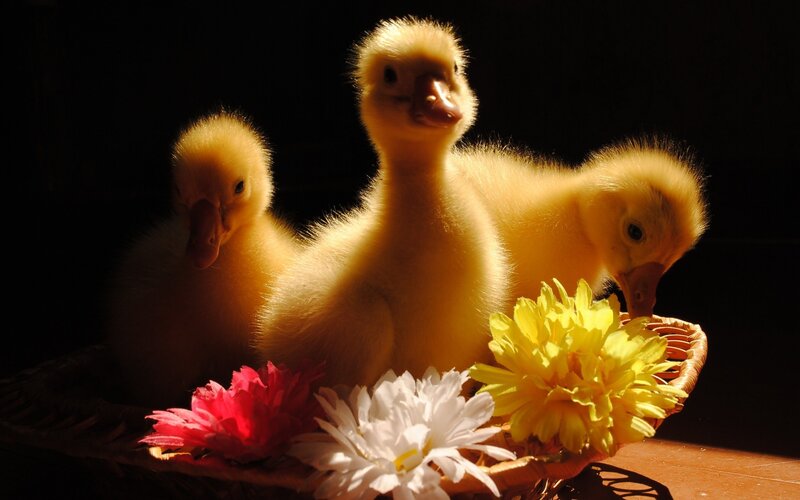 Three Ducklings in Basket