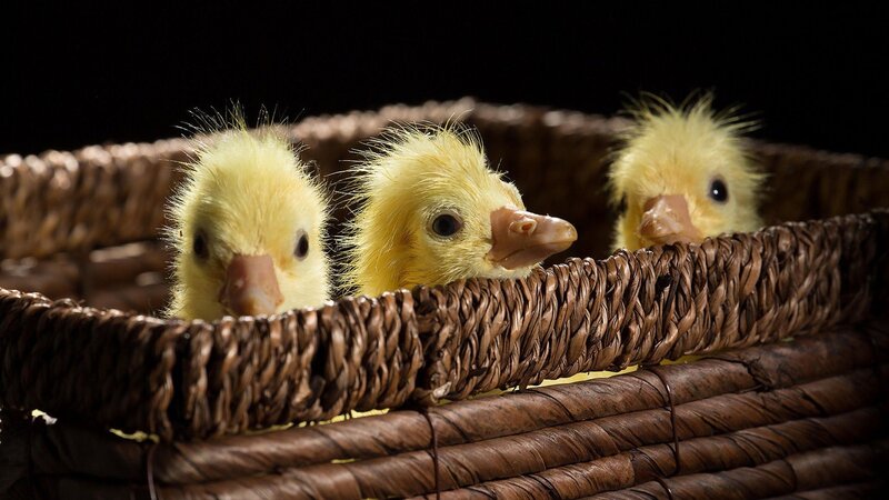 Three Ducklings in Basket — Yellow, Calm