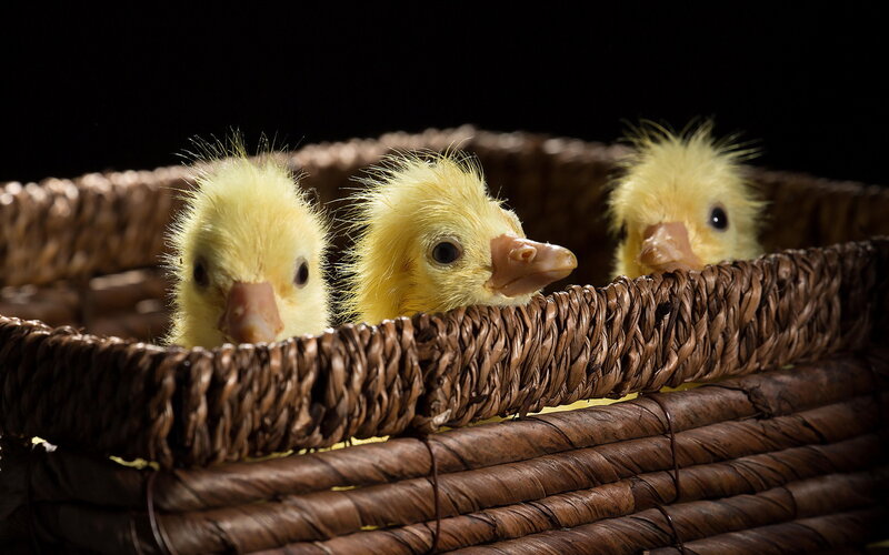 Three Ducklings in Basket — Yellow