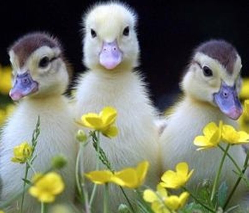 Three Ducklings in Flowers — Yellow, Calm
