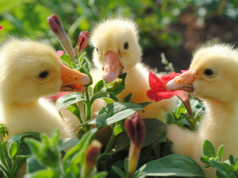 Three Ducklings in Flowers — Yellow, Peaceful, Afternoon