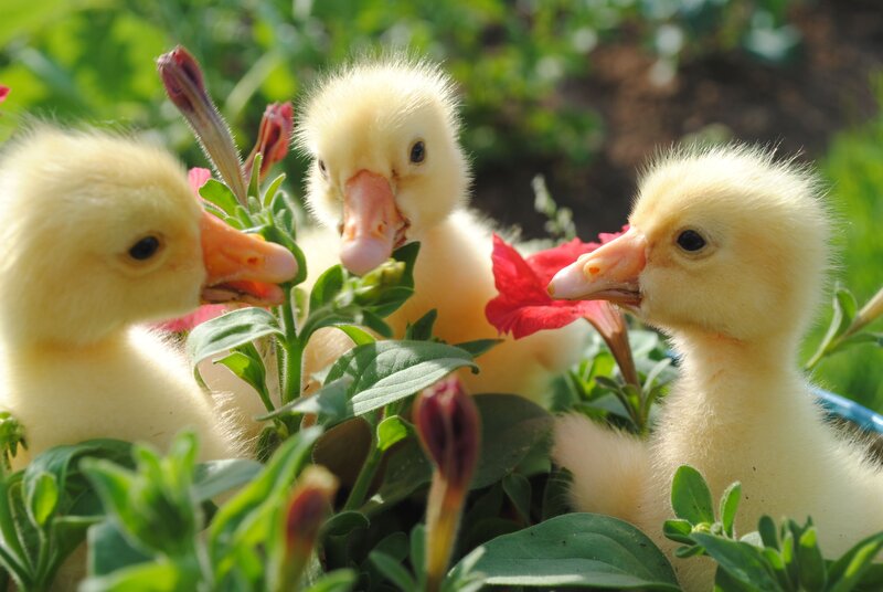 Three Ducklings in Flowers — Yellow, Peaceful