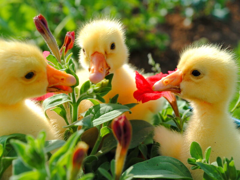 Three Ducklings in Flowers — Yellow