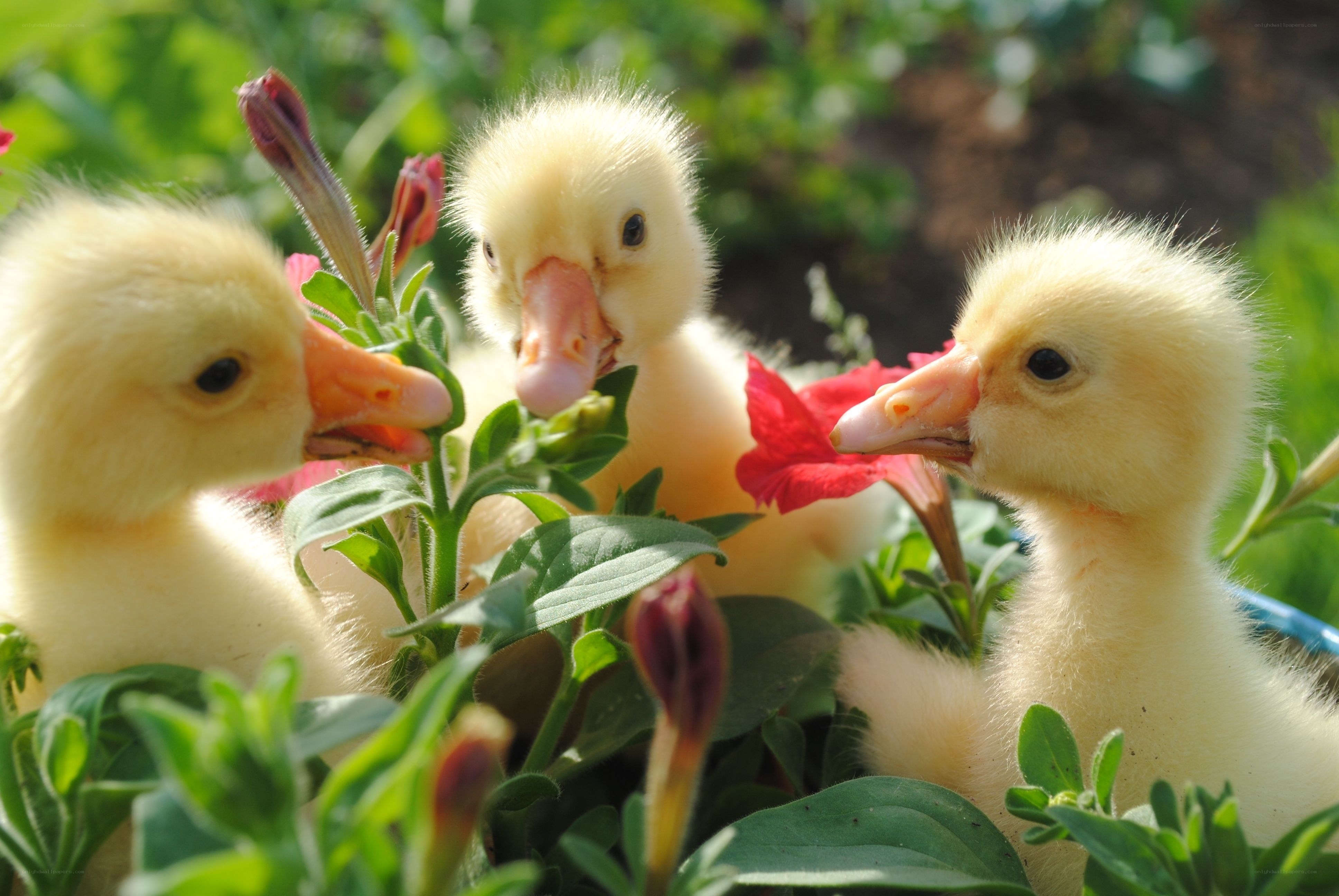 Three ducklings in flowers