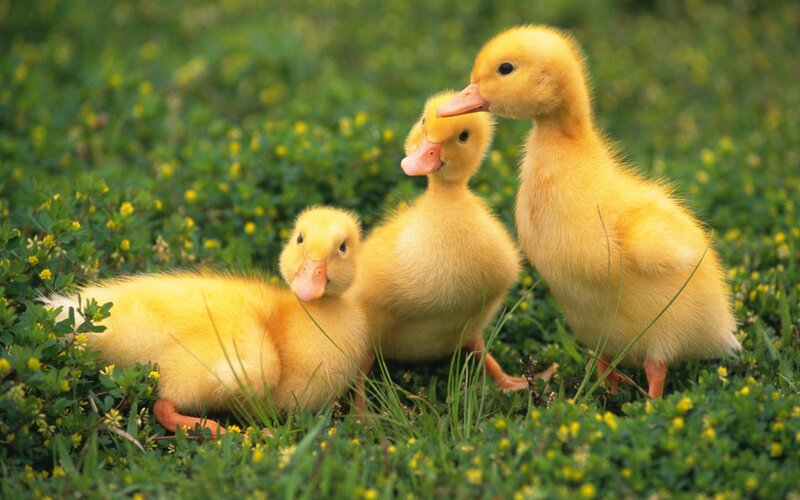 Three ducklings in grass