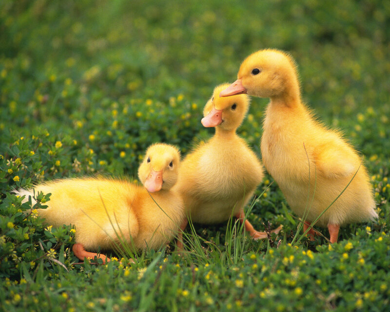 Three Ducklings in Grass — Yellow