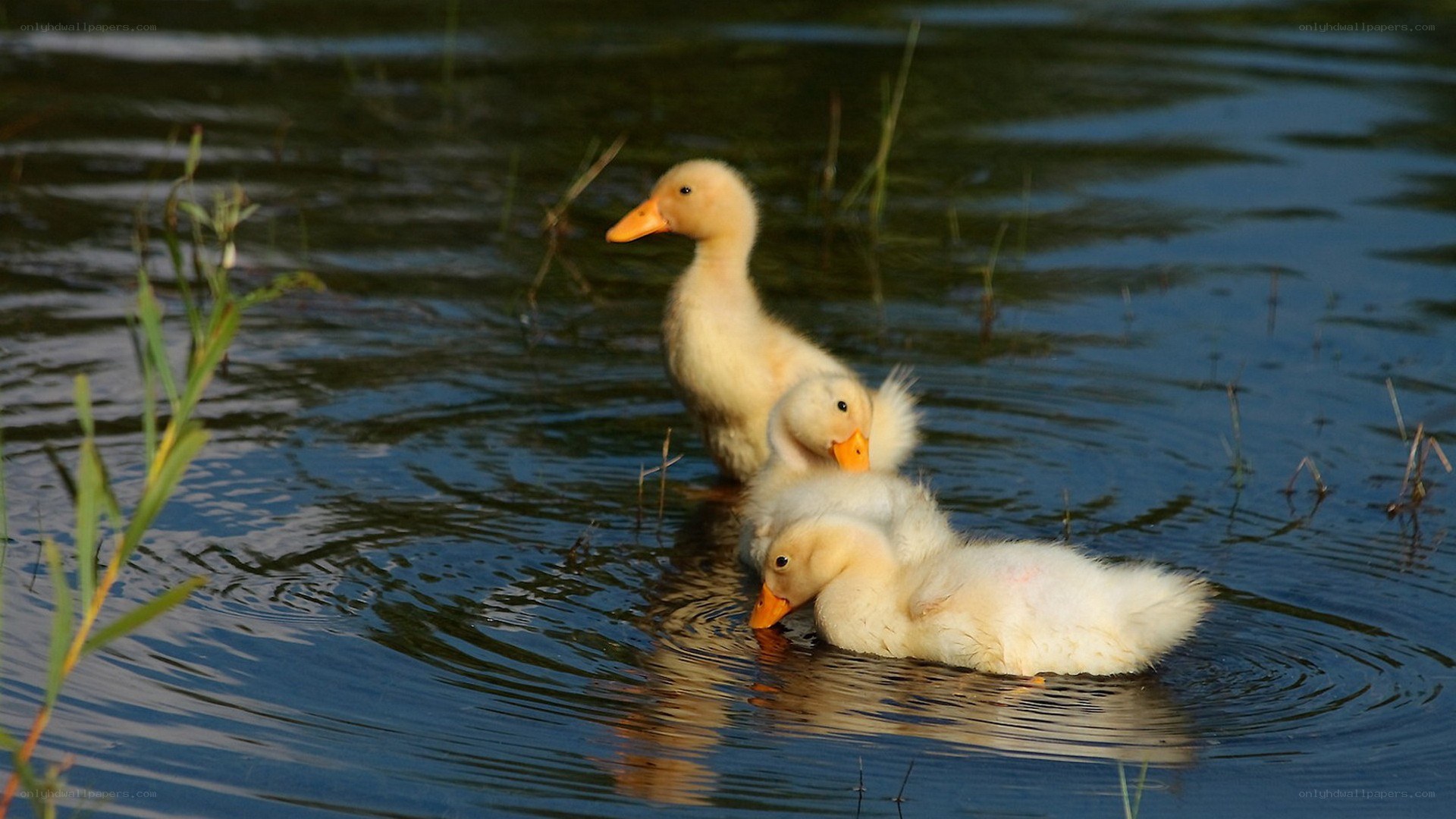 Three ducklings in the water