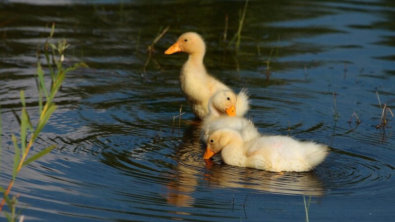 Three ducklings in water