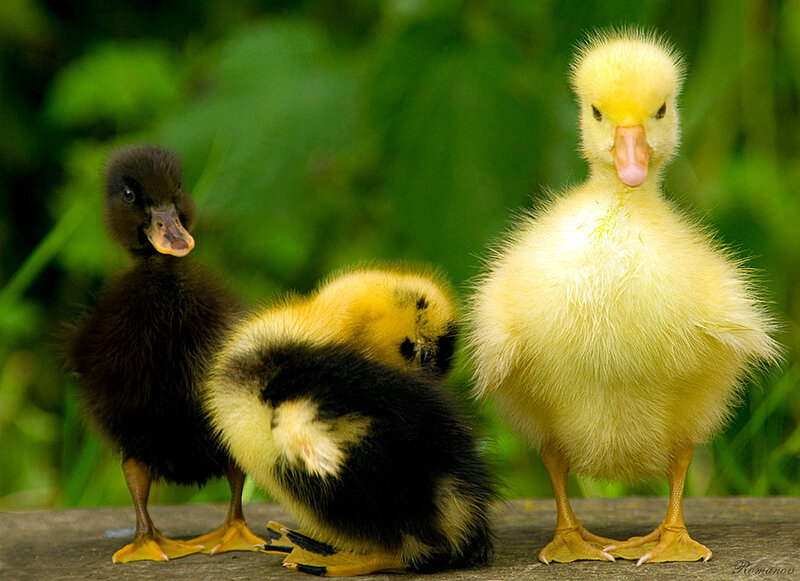 Three ducklings on a wooden surface