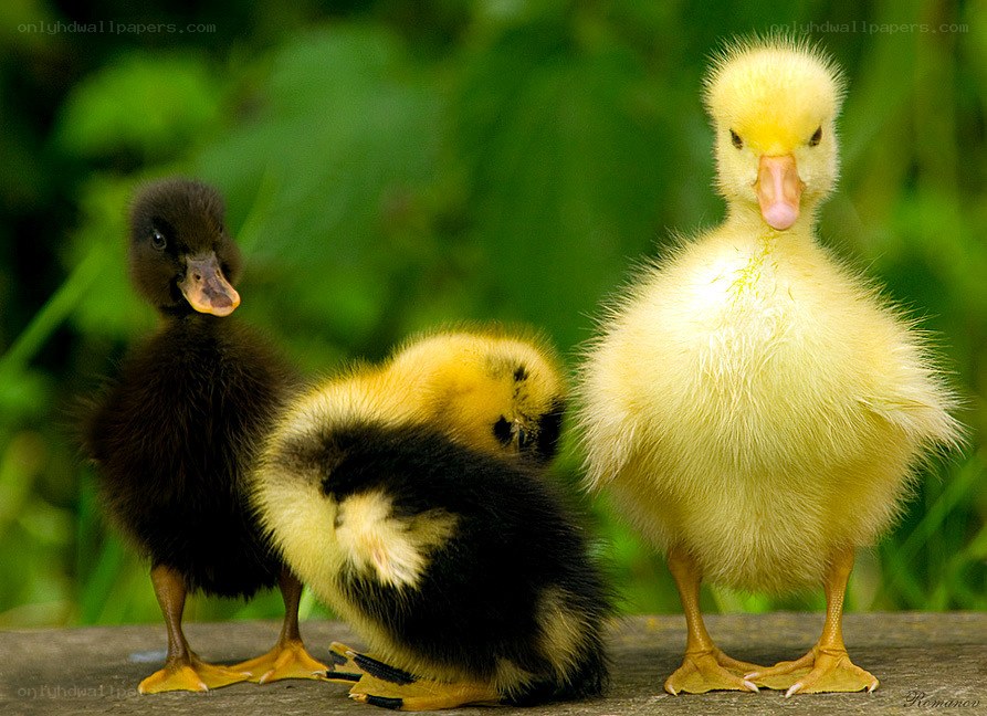 Three ducklings on a wooden surface