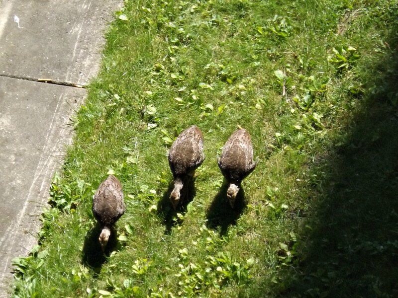 Three Ducklings on Grass — Green