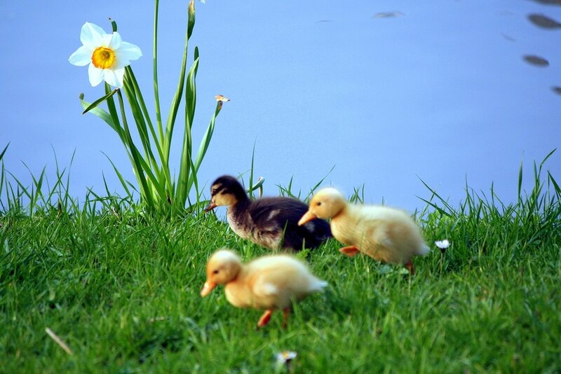 Three Ducklings on Grass