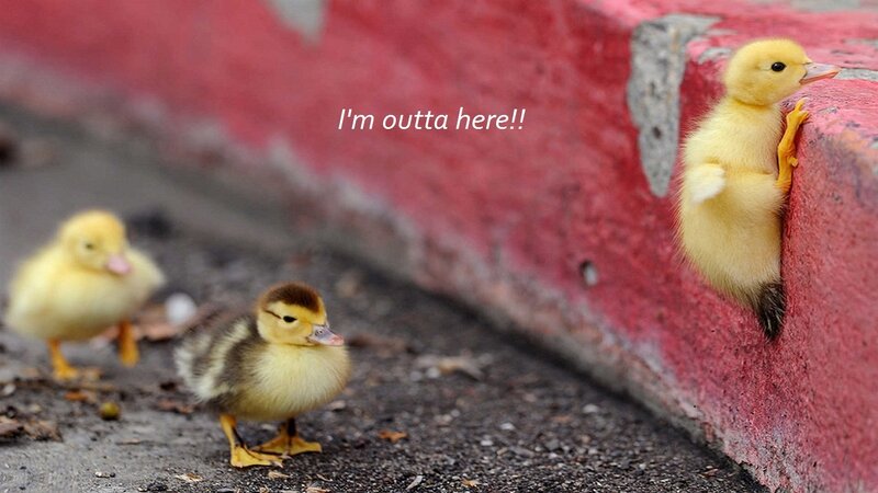 Three Ducklings on Pavement — Yellow, Playful