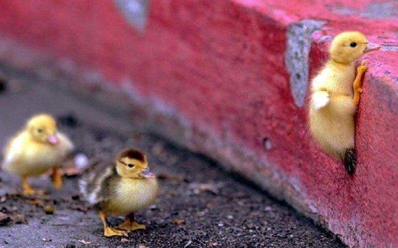 Three Ducklings on Pavement — Yellow