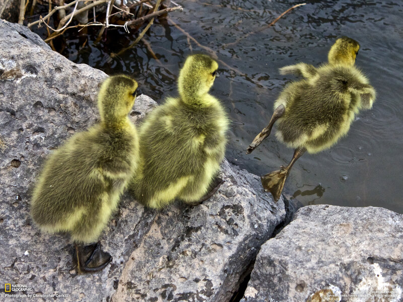 Three Ducklings on Rocks