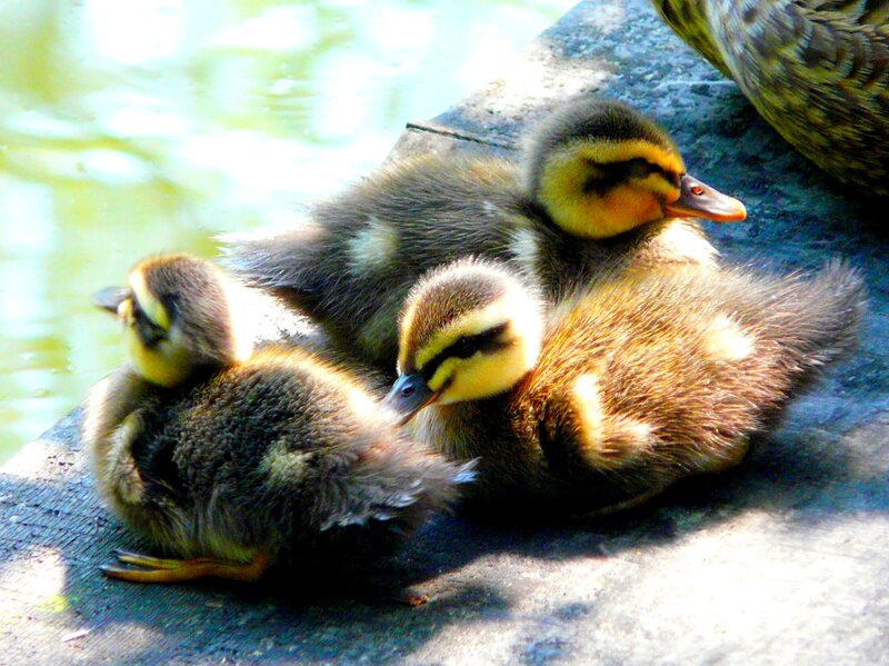 Three Ducklings on Stone