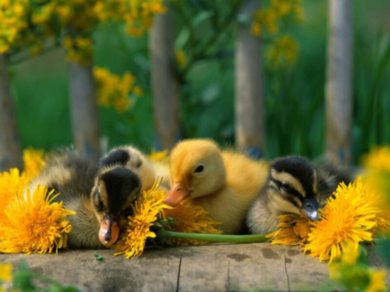 Three Ducklings on Wood