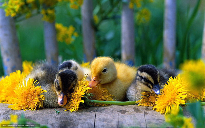 Three Ducklings on Wood — Yellow, Peaceful, Spring