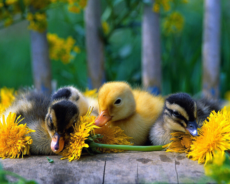 Three Ducklings on Wood — Yellow, Peaceful
