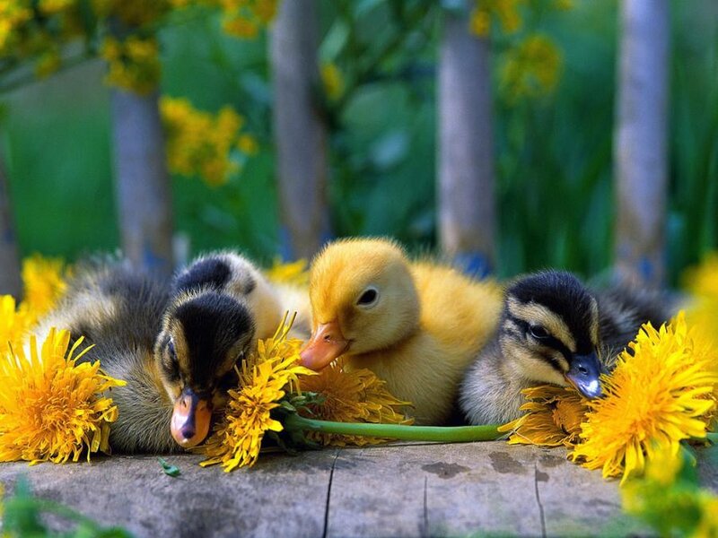 Three Ducklings on Wood — Yellow